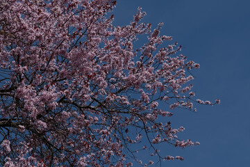 A vibrant sakura tree in full bloom with countless pink blossoms fills the frame, symbolizing spring in Japan.