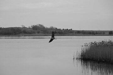 Heron flying over a lake 