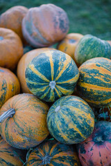 Decorative pumpkins at halloween farm market