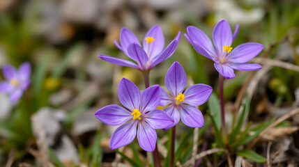 Soldanella alpina, Primulaceae, Alpine snowbells. Flowers in the mountains.