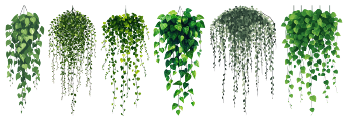 PNG Lush cascading green foliage, element set on transparent background