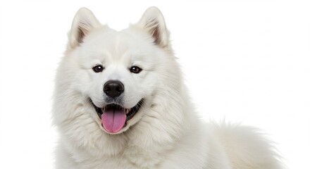 白い毛並みの美しい犬 優しい瞳と笑顔が可愛い. AI Generated