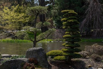 Sculpted Japanese Garden Trees by the Pond