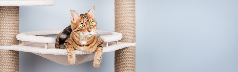 Bengal cat resting on a cat tree.