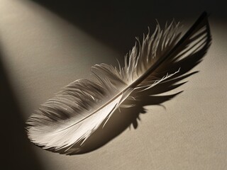 feather on black background