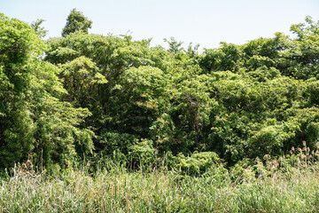 青空に映える緑豊かな夏の森林風景