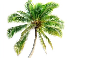 Palm tree with green leaves isolated on a white background