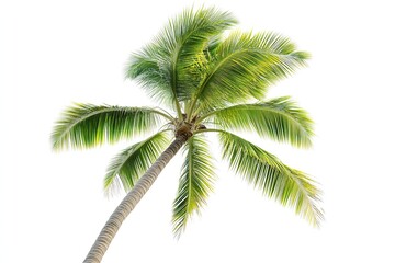 Palm tree with green fronds isolated on a white background