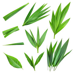 Obraz premium Various types of green leaves arranged artistically on a white background for botanical study