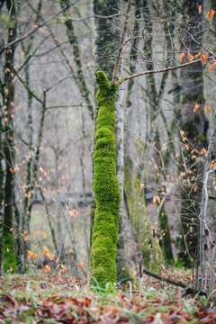 A Tree Trunk Covered In Green Moss Stands Prominently In A Damp Forest, Surrounded By Bare Branches, Scattered Orange Leaves, And A Soft Carpet Of Grass And Fallen Foliage