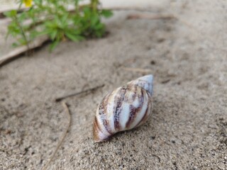 This image highlights the natural texture of the sand and the beauty of the shell pattern, creating a calm and natural beach atmosphere.
