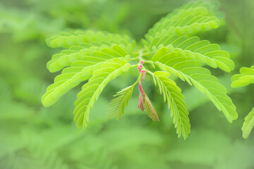 Young tamarind tree with light green leaves and red tips on a green background.