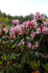 Fototapeta premium A bunch of pink flowers are in a field. The flowers are in full bloom and are very pretty