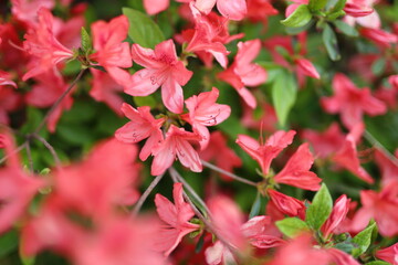 Fototapeta premium A close up of red flowers with green leaves. The flowers are in full bloom and the colors are vibrant. Concept of beauty and freshness, as well as the natural cycle of life and growth