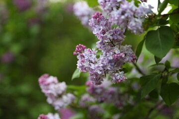 A bunch of purple flowers with green leaves. The flowers are in full bloom and are very pretty