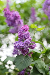 A purple flower with a green stem. The flower is surrounded by green leaves. The flower is in the middle of the image