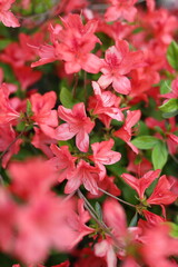 A close up of red flowers with a blurry background. The flowers are in full bloom and are very vibrant