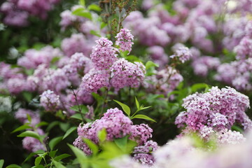 A field is filled with a variety of purple and green flowers. The flowers are scattered throughout the field, creating a beautiful and vibrant scene. The colors of the flowers are a mix of purple