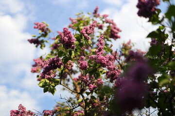 A tree with purple flowers is in the foreground. The sky is blue and there are clouds in the background
