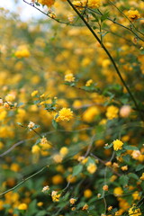 Obraz premium A field of yellow flowers with a few brown leaves. The flowers are in full bloom and the leaves are green