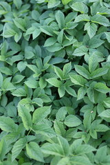 Fototapeta premium A lush green plant with many leaves. The leaves are green and the plant is full of life