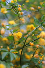 Fototapeta premium A field is filled with a variety of yellow and green flowers. The flowers are scattered throughout the field, creating a vibrant and lively atmosphere