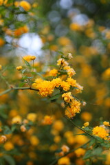 A bunch of yellow flowers with green leaves. The flowers are in full bloom and are scattered throughout the image. Scene is bright and cheerful, as the yellow flowers bring a sense of warmth