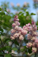 A bunch of pink flowers with green leaves. The flowers are in full bloom and are very pretty