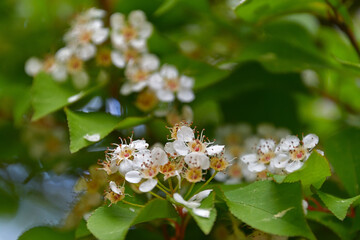 散り始めたカマツカの花