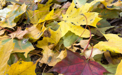 Vibrant autumn leaves scattered on lush green grass - close-up perspective, seasonal change - crisp...