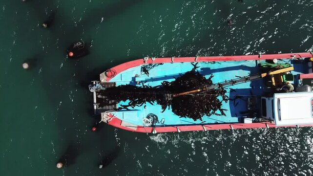 kelp harvesting in the southern sea of Korea-003