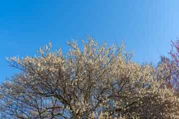 Fototapeta premium 青空に映える満開の白梅の花と早春の風景