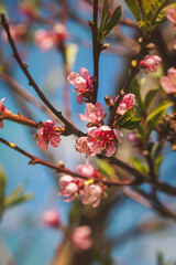 Spring flowers on a fruit tree on a sunny May day. Close-up of the plant. Blurred background.
