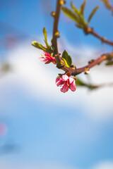Spring flowers on a fruit tree on a sunny May day. Close-up of the plant. Blurred background.