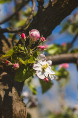 Spring flowers on a fruit tree on a sunny May day. Close-up of the plant. Blurred background.