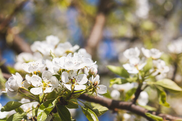 Spring flowers on a fruit tree on a sunny May day. Close-up of the plant. Blurred background.