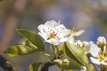 Spring flowers on a fruit tree on a sunny May day. Close-up of the plant. Blurred background.
