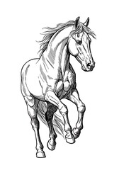 Fototapeta premium Spirit of the Stallion