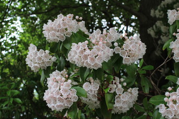 カルメニアの花　別名はアメリカシャクナゲ