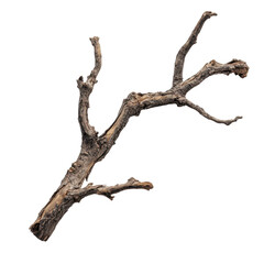 Unique dried branch with intricate details, perfect for artistic displays or natural decor