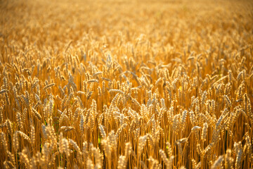 Ripe wheat spikelets lit by the soft orange hues of a sunset over the field. Mature cereal crops shimmer across ranch plains under late evening skies.