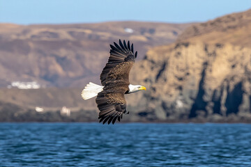 Bald eagle gracefully soars above the tranquil waters and rocky cliffs under a clear blue sky