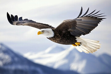 Obraz premium Bald eagle soaring high in the sky over majestic mountains on a clear day