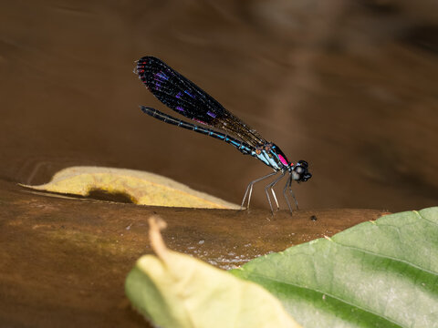 Rhinocypha fenestrata or common blue jewel in Indonesia called (capung batu merah jambu)