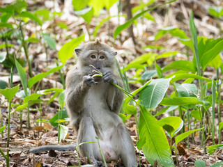 Long tail macaques eating crabs monkey 