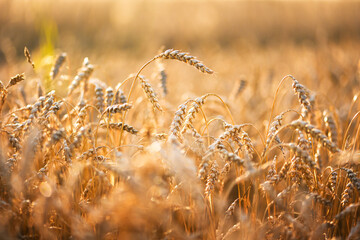 Sunset illuminates dry wheat spikelets stretching across a rural field. Harvest-ready grain stems...