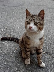 Un gatto tigrato in posa per la foto.