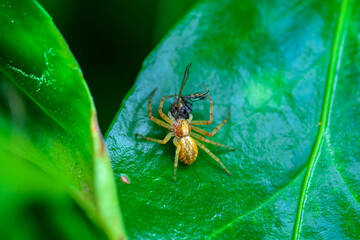 Una araña alimentandose en una hoja