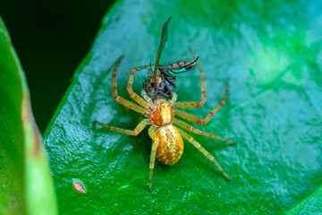 Pequeño insecto sobre una rama
