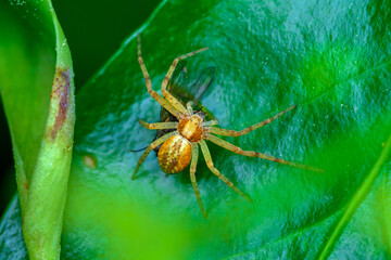 Una araña alimentandose en una hoja